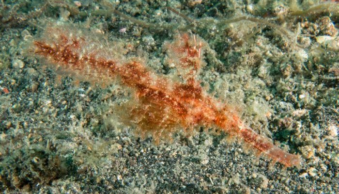 Roughsnout Ghost Pipefish